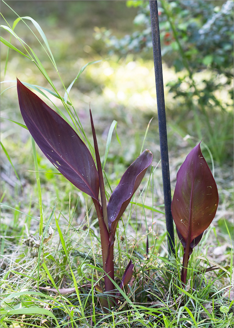 Image of genus Canna specimen.