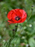 Papaver macrostomum. Цветок и плоды. Армения, обл. Лори, окр. с. Лори Берд, ≈ 1300 м н.у.м., на поле. 24.06.2022.