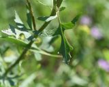 Sisymbrium erucastrifolium. Лист. Республика Ингушетия, Джейрахский р-н, башенный комплекс Таргим, луг рядом с башнями. 21 июня 2022 г.