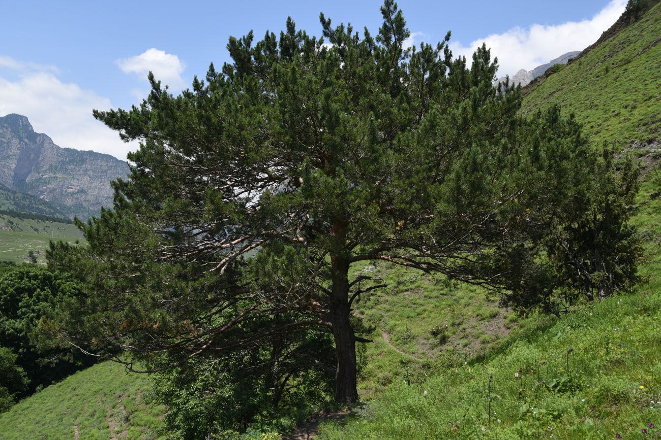 Image of Pinus sylvestris ssp. hamata specimen.