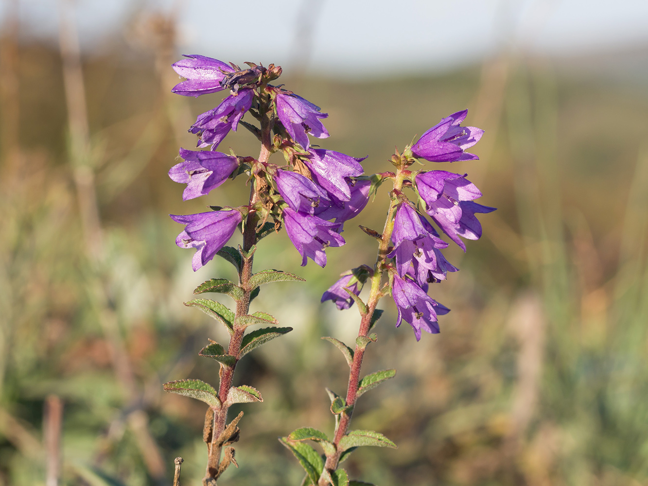 Image of Campanula ruthenica specimen.