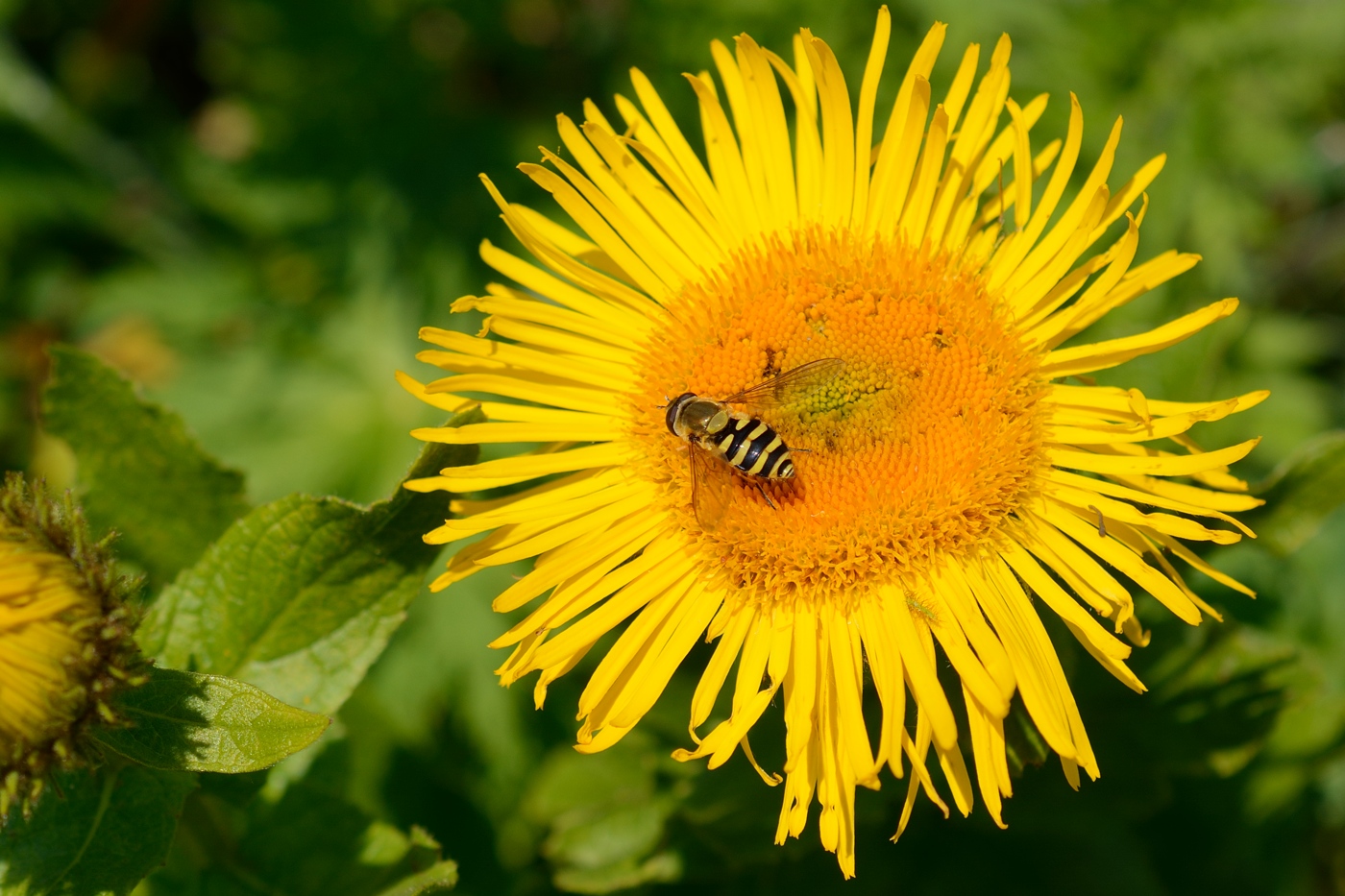 Изображение особи Inula grandiflora.