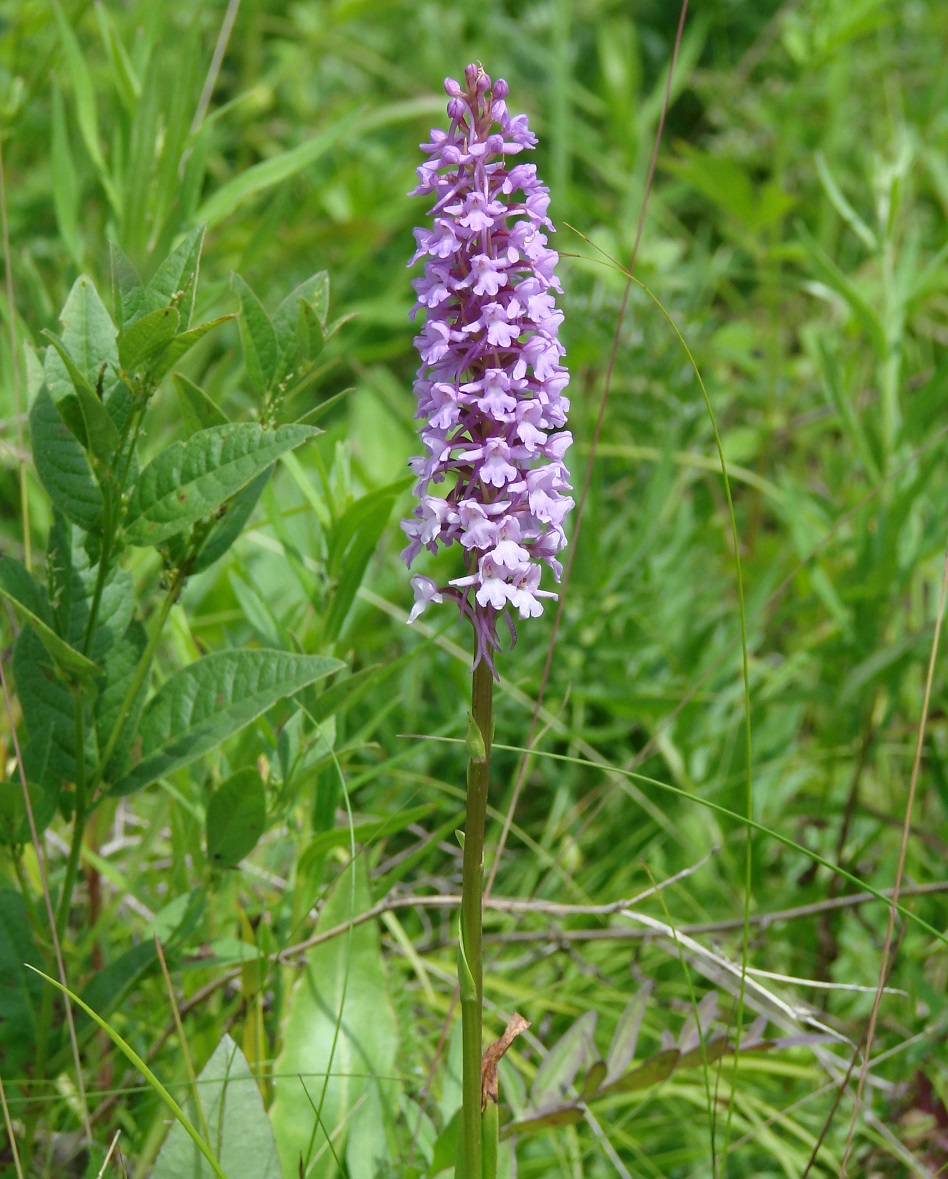 Image of Gymnadenia conopsea specimen.