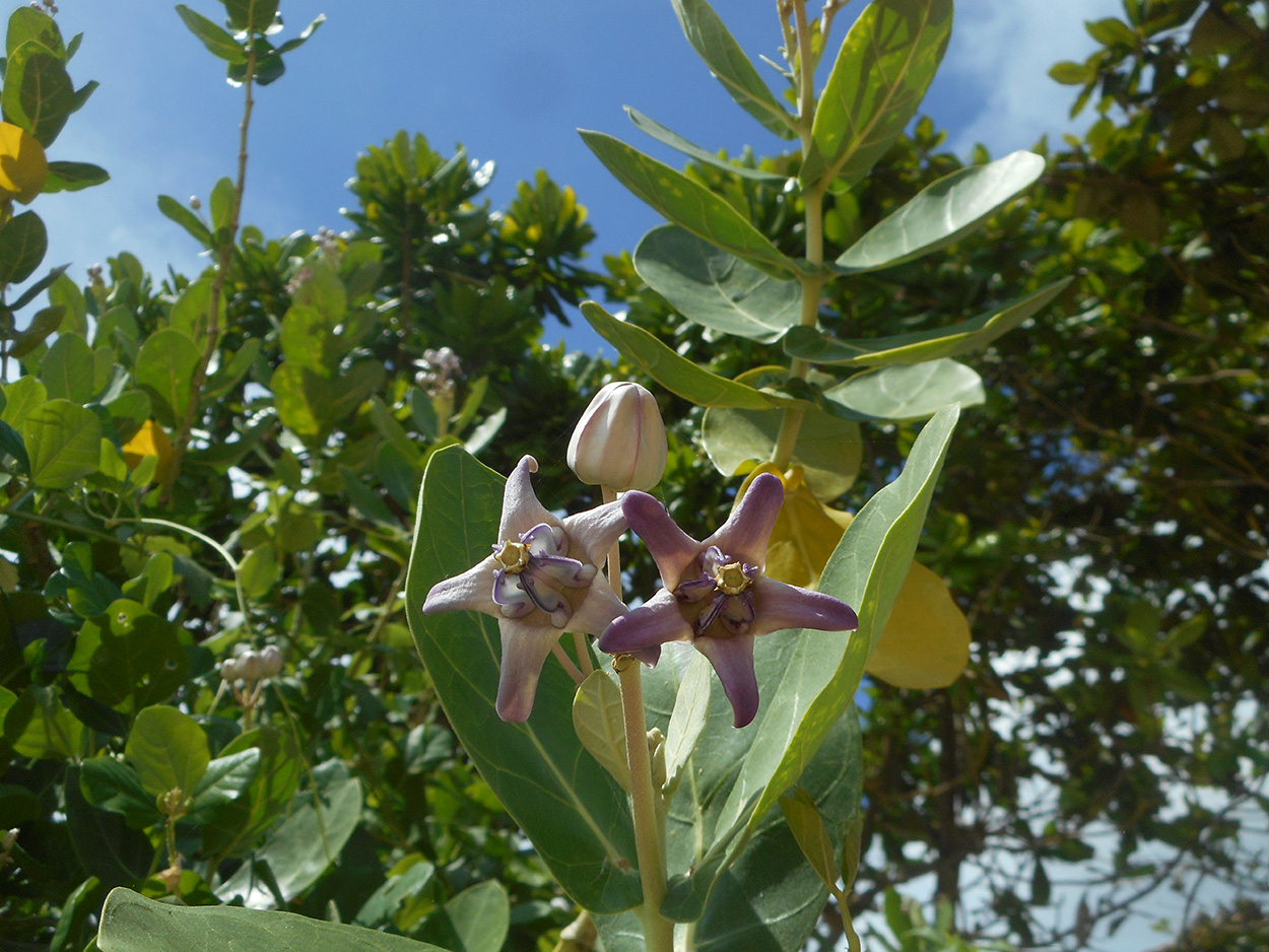 Image of Calotropis gigantea specimen.