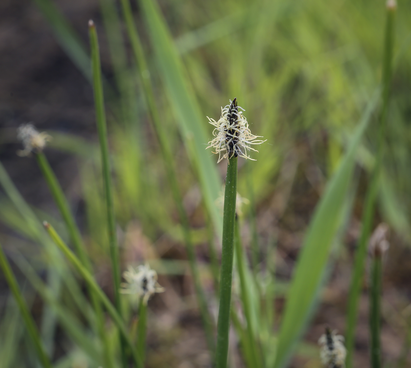 Image of genus Eleocharis specimen.