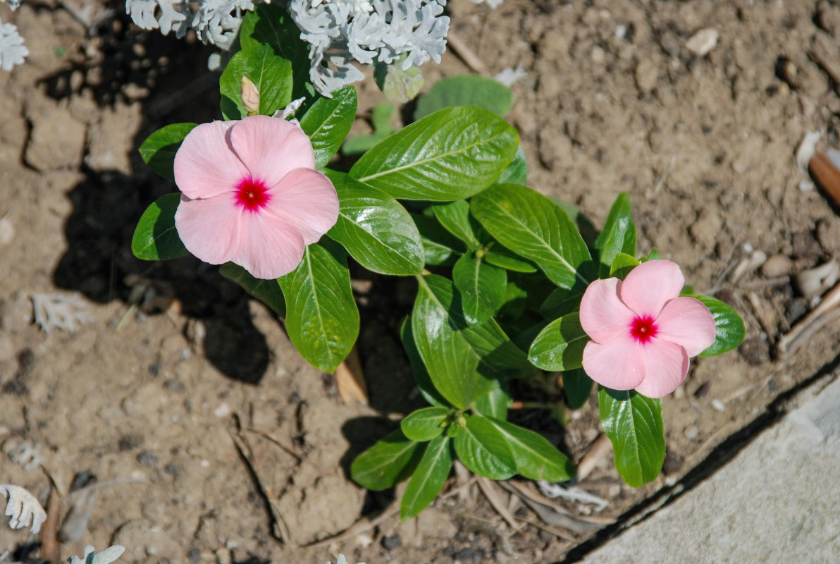 Изображение особи Catharanthus roseus.