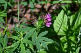 Trifolium lupinaster