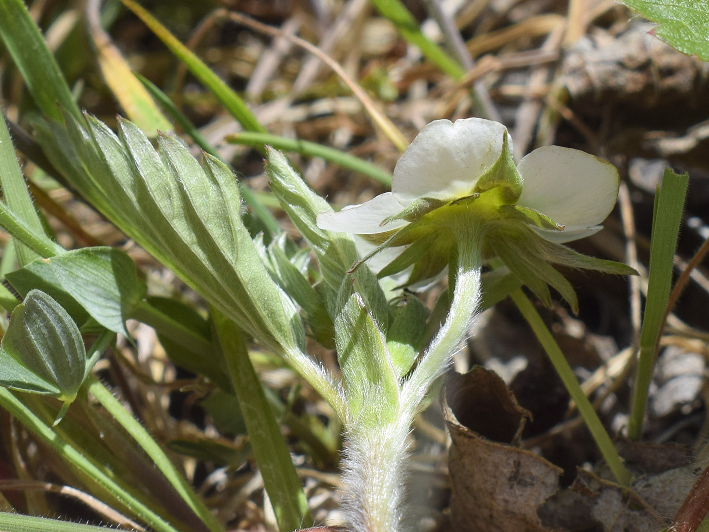 Image of Fragaria vesca specimen.