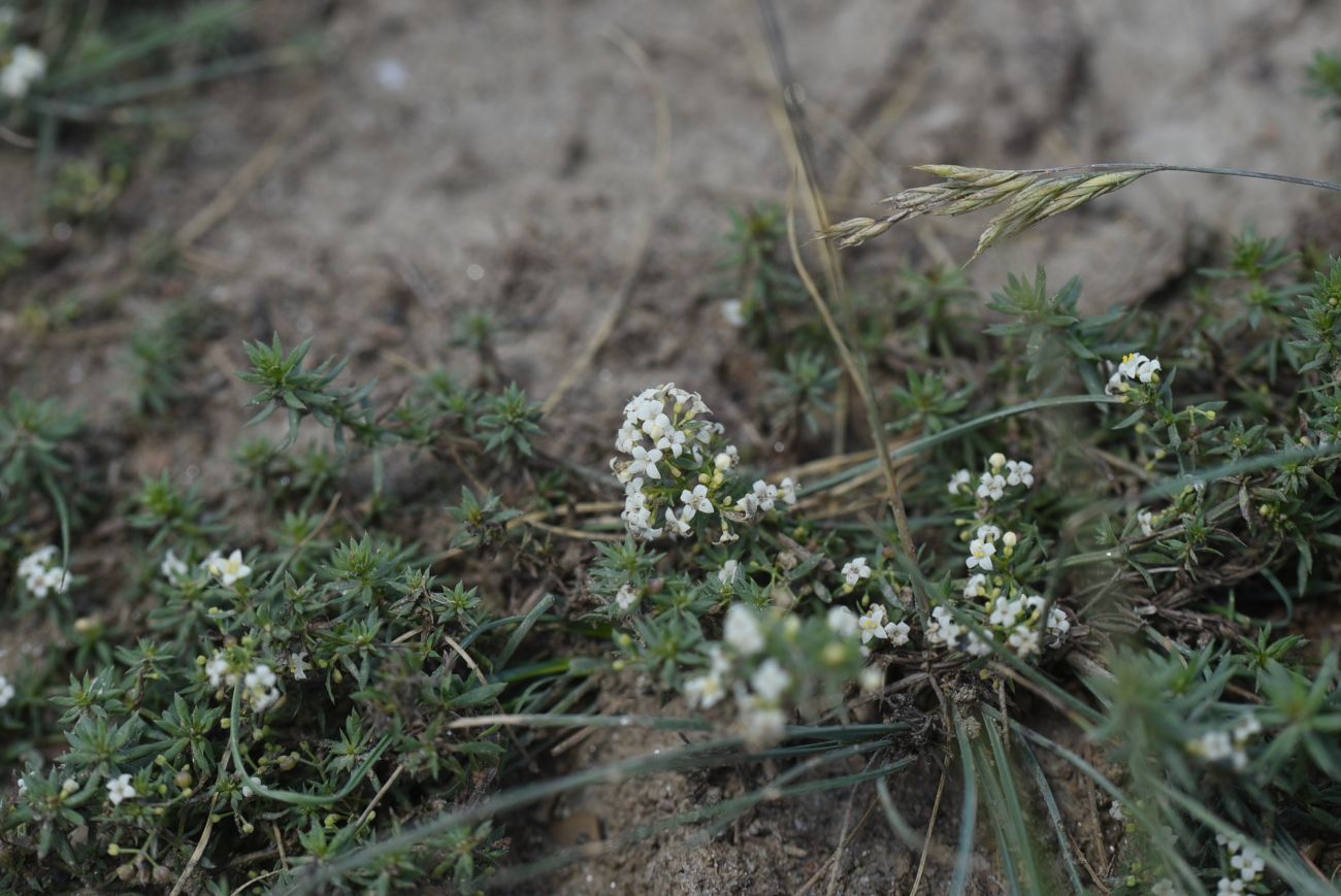 Изображение особи Galium humifusum.