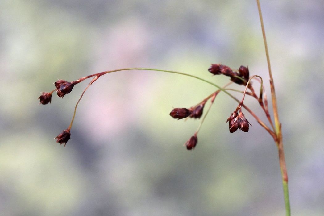 Image of Luzula parviflora specimen.