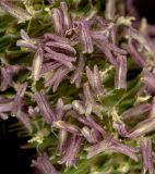 Смотреть изображение Phleum pratense