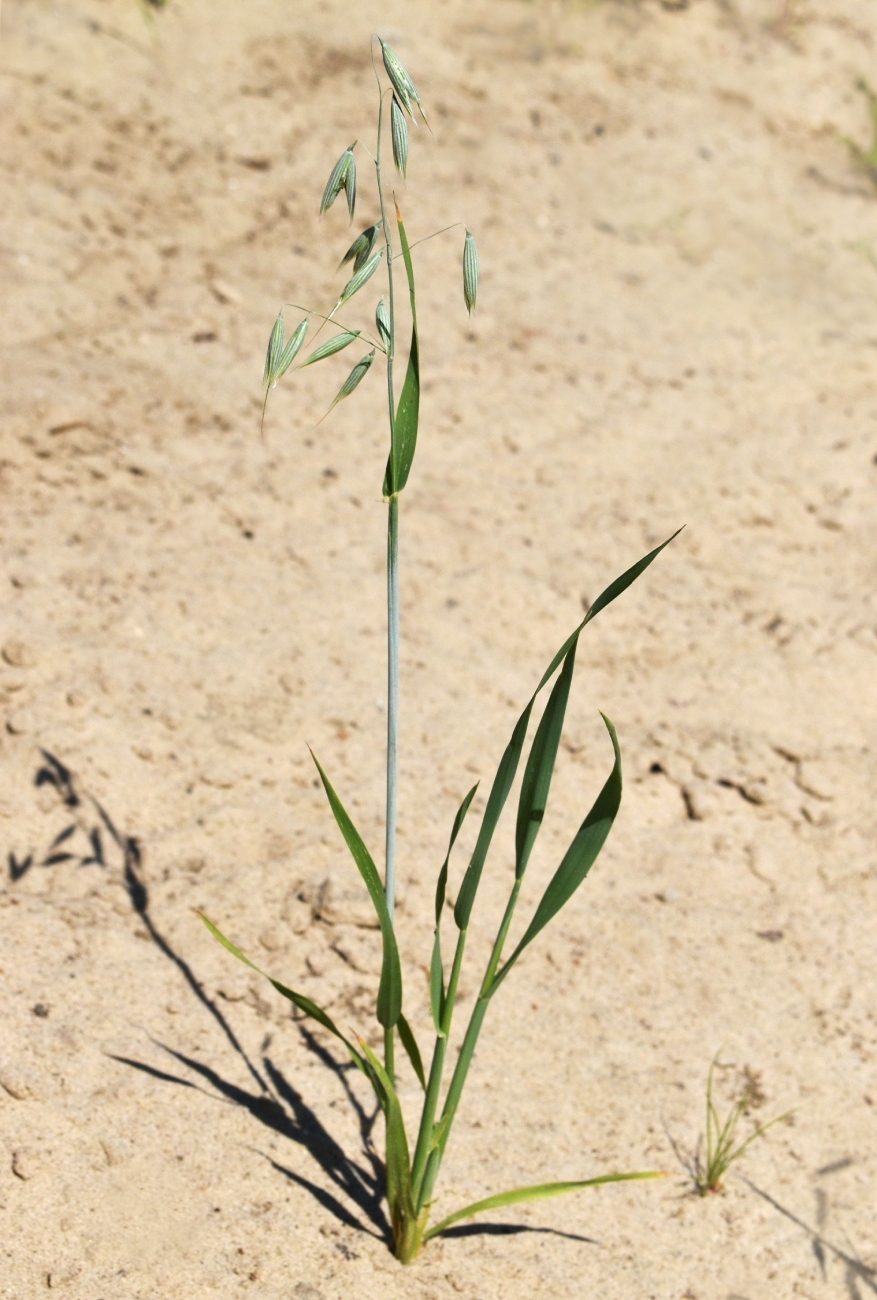 Image of Avena sativa specimen.