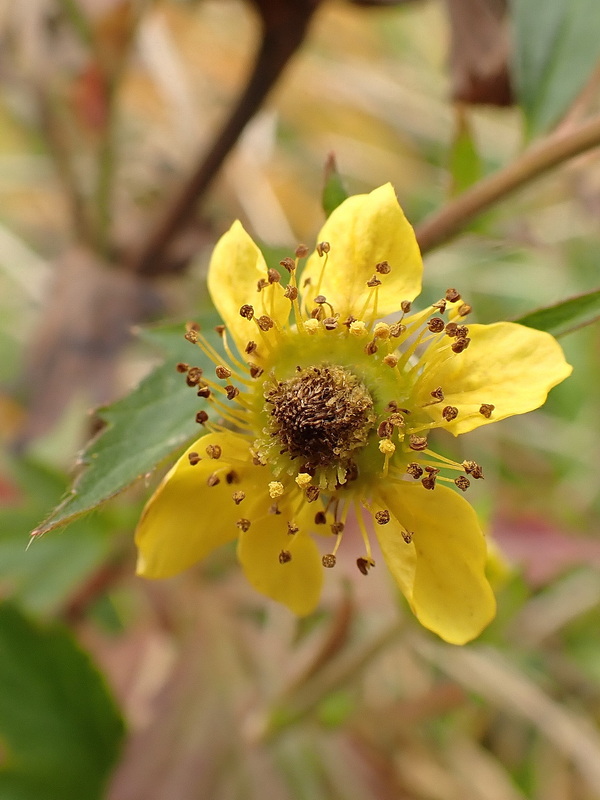 Image of genus Geum specimen.