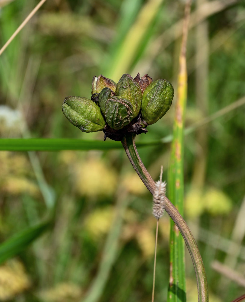 Image of Hemerocallis middendorffii specimen.