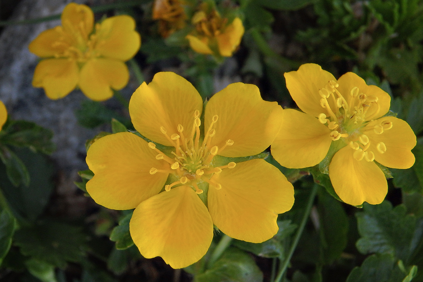 Image of Potentilla ruprechtii specimen.