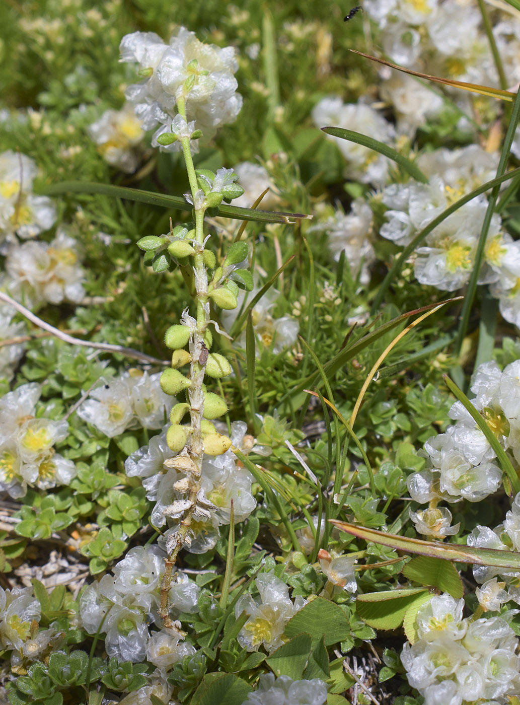 Изображение особи Paronychia kapela ssp. serpyllifolia.