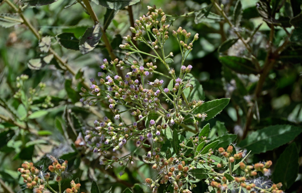 Image of Pluchea dioscoridis specimen.