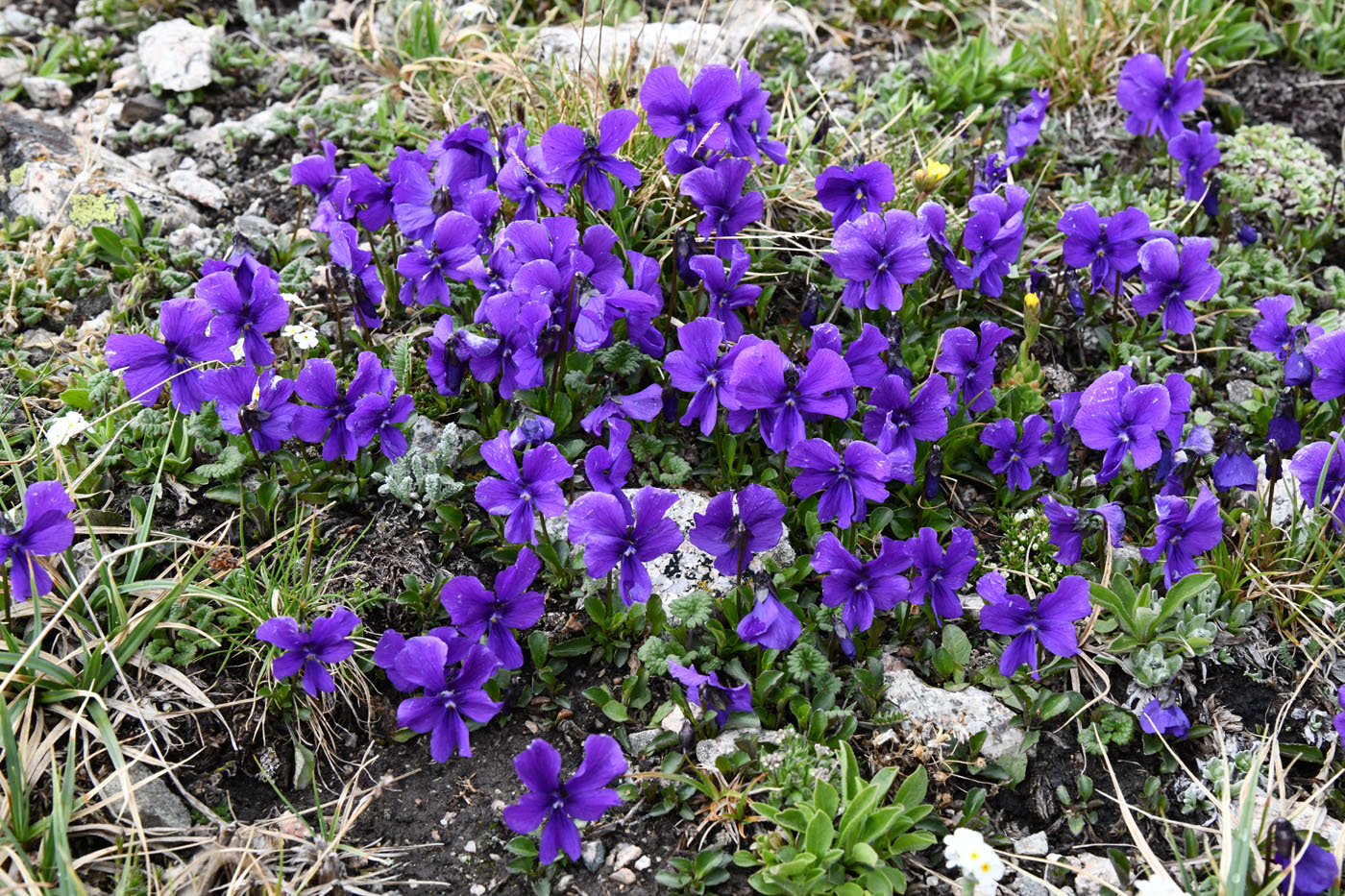 Image of Viola altaica specimen.