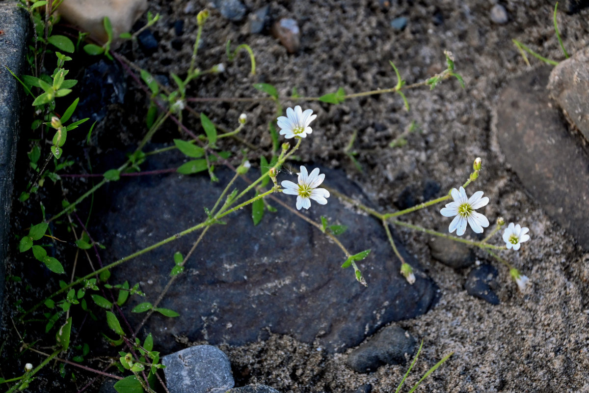 Изображение особи Cerastium jenisejense.