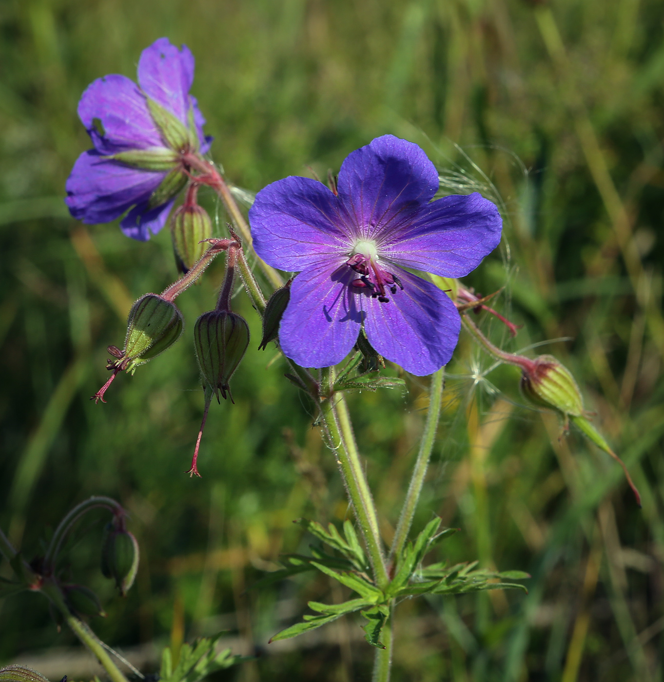 Image of Geranium pratense specimen.