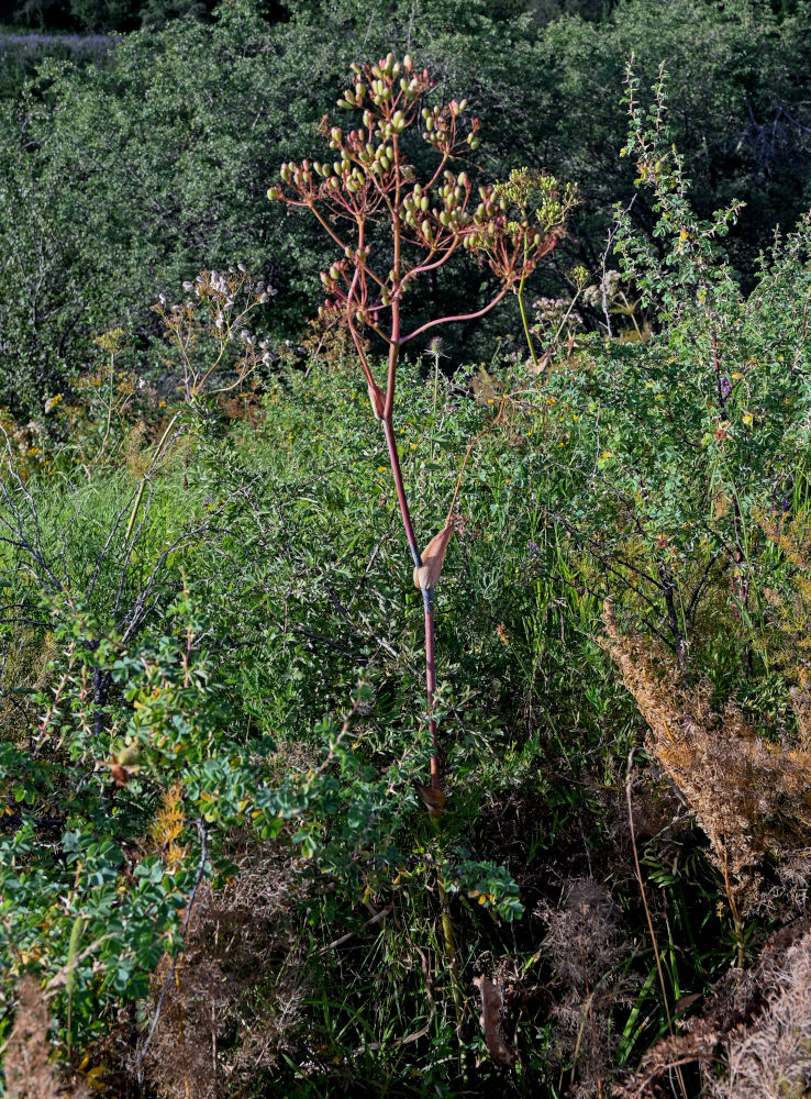 Image of genus Ferula specimen.