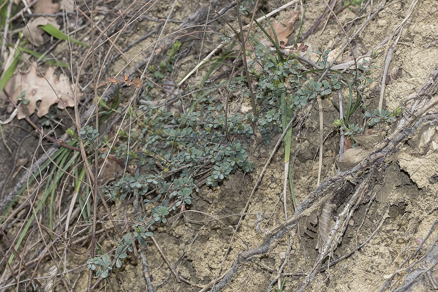 Image of class Magnoliopsida specimen.