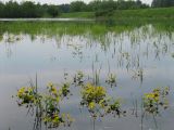 Caltha palustris