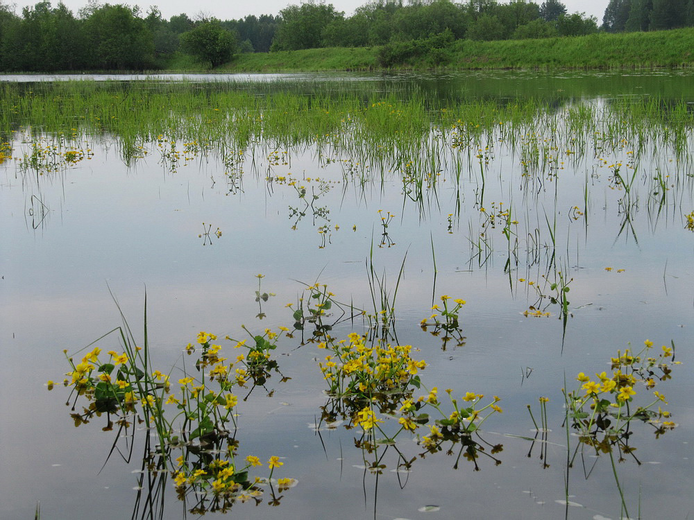 Изображение особи Caltha palustris.