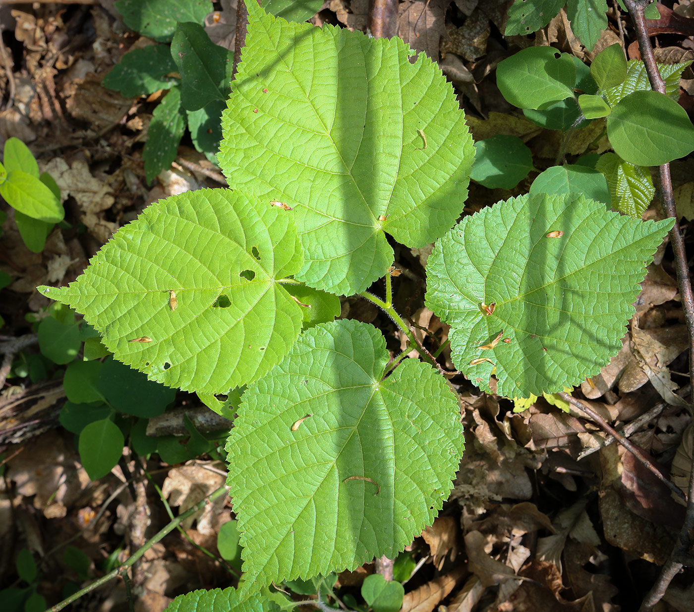 Изображение особи Tilia begoniifolia.