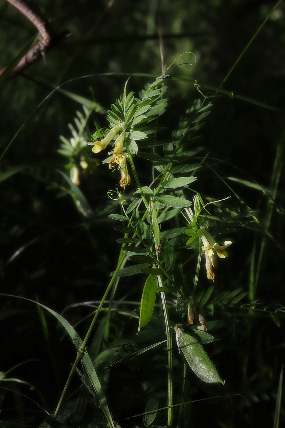 Image of Vicia ciliatula specimen.