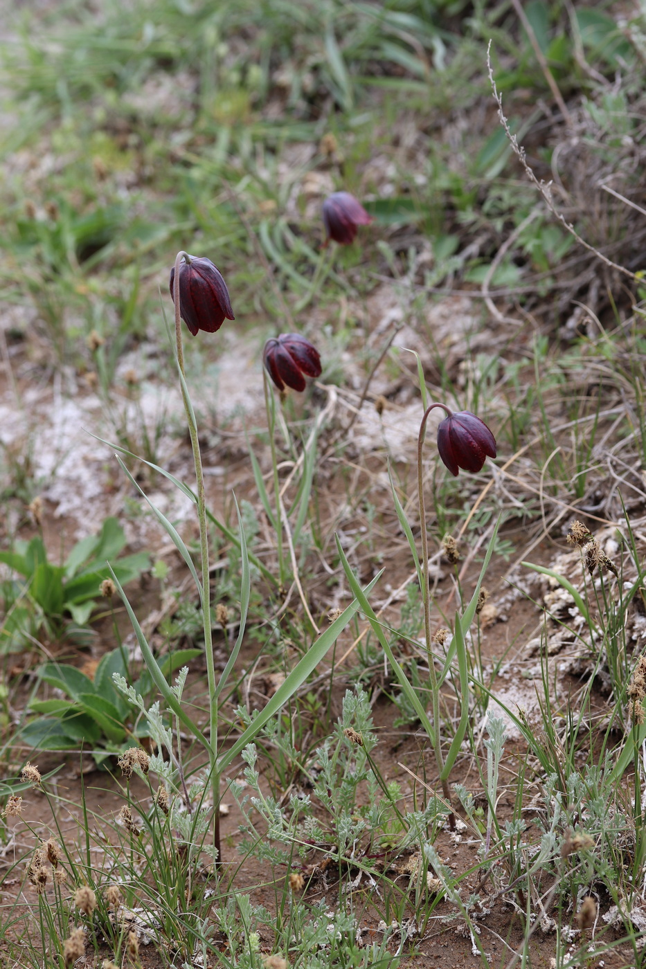 Image of Fritillaria meleagroides specimen.