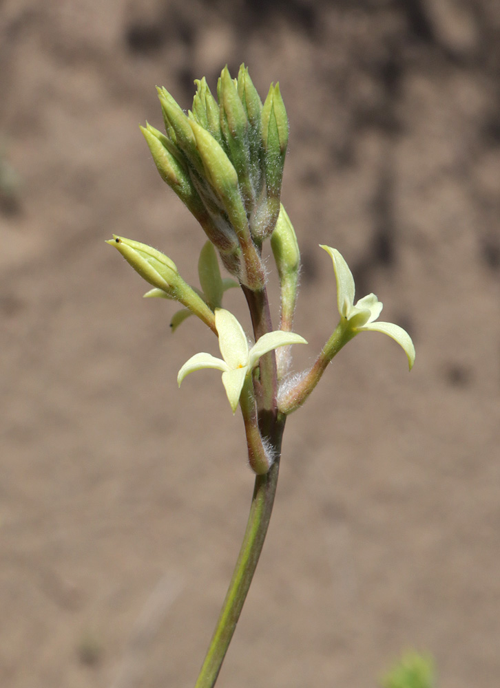 Image of Dendrostellera ammodendron specimen.