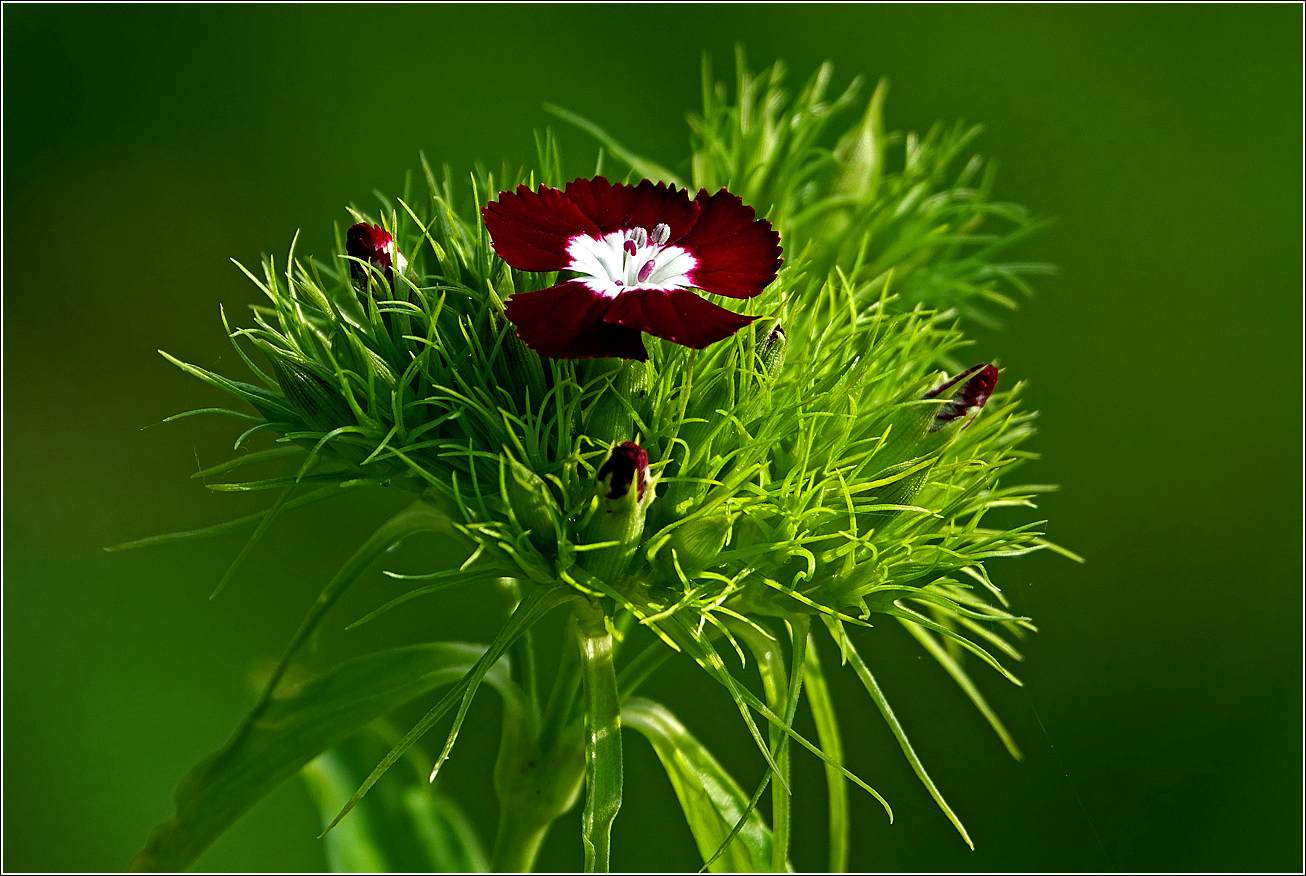 Изображение особи Dianthus barbatus.