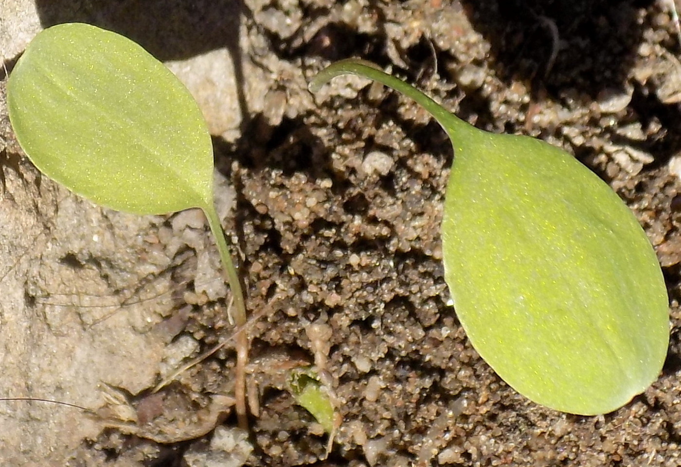 Image of Corydalis solida specimen.