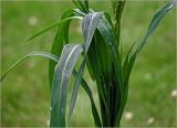 genus Echinochloa