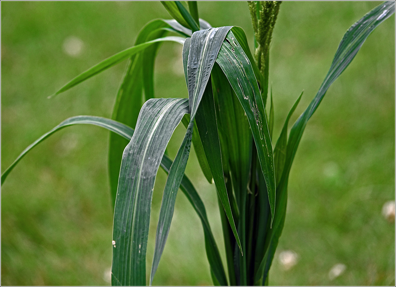 Изображение особи род Echinochloa.