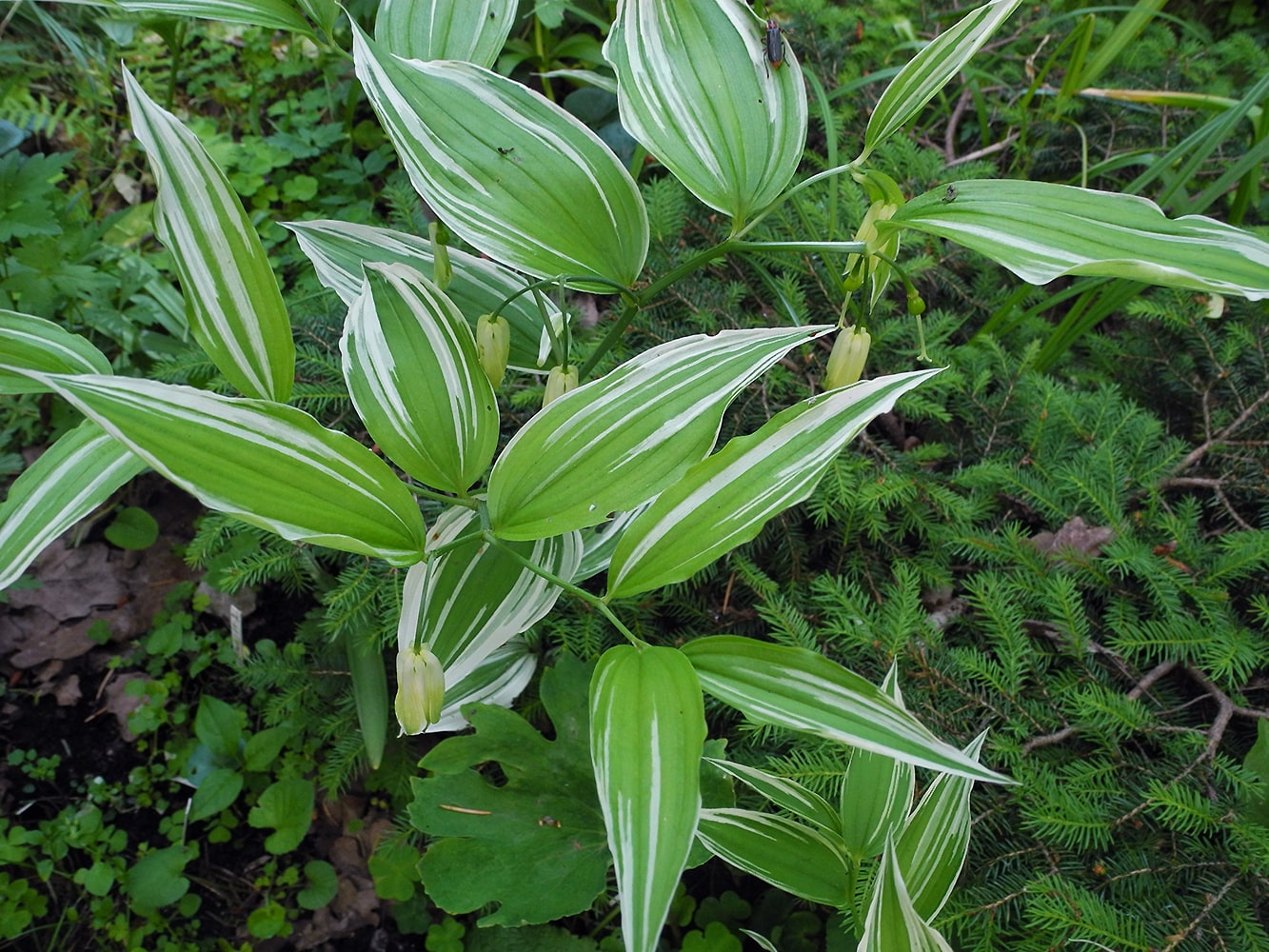 Image of Disporum sessile specimen.