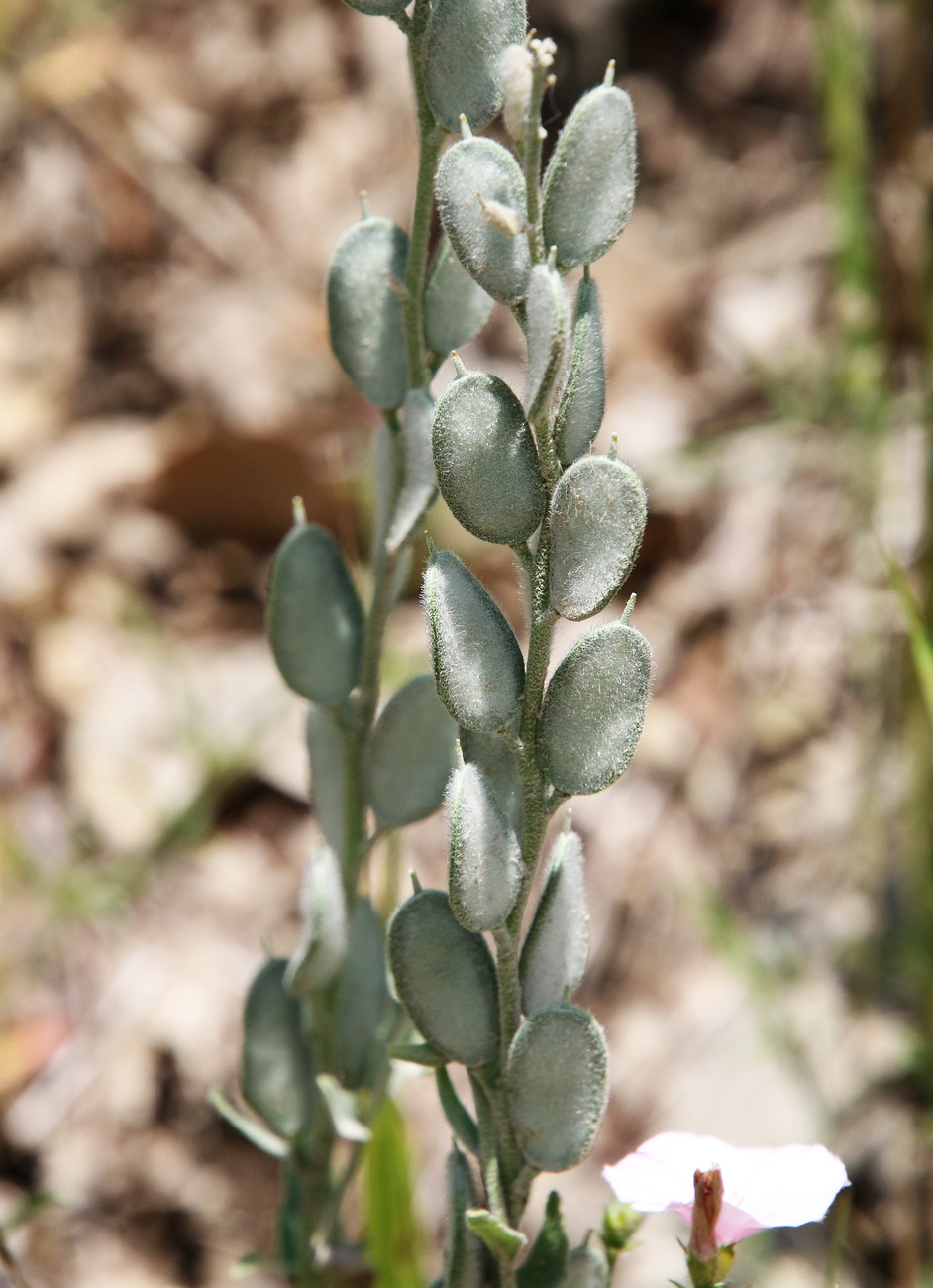 Image of Fibigia eriocarpa specimen.