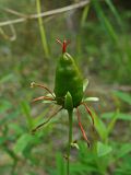 Hypericum gebleri. Верхушка побега с плодом. Хабаровский край, окр. г. Комсомольск-на-Амуре, Силинский лесопарк, зарастающая просека. 11.08.02024.