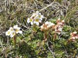 Saxifraga marginata