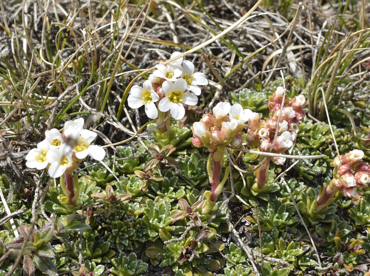 Image of Saxifraga marginata specimen.