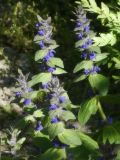 Ajuga genevensis