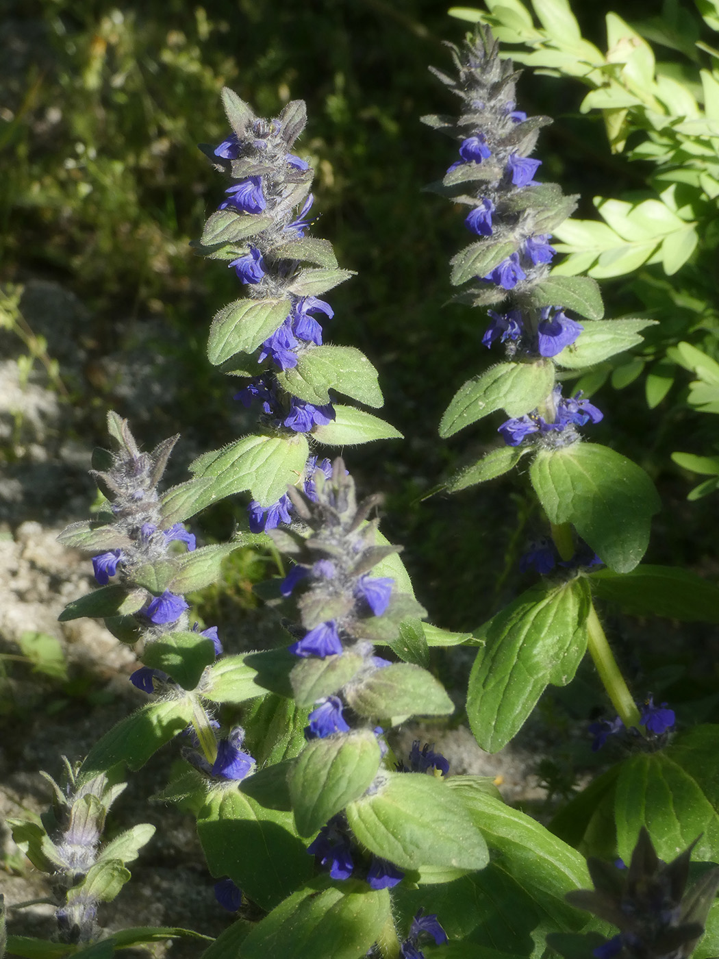 Image of Ajuga genevensis specimen.