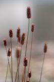 Phleum alpinum