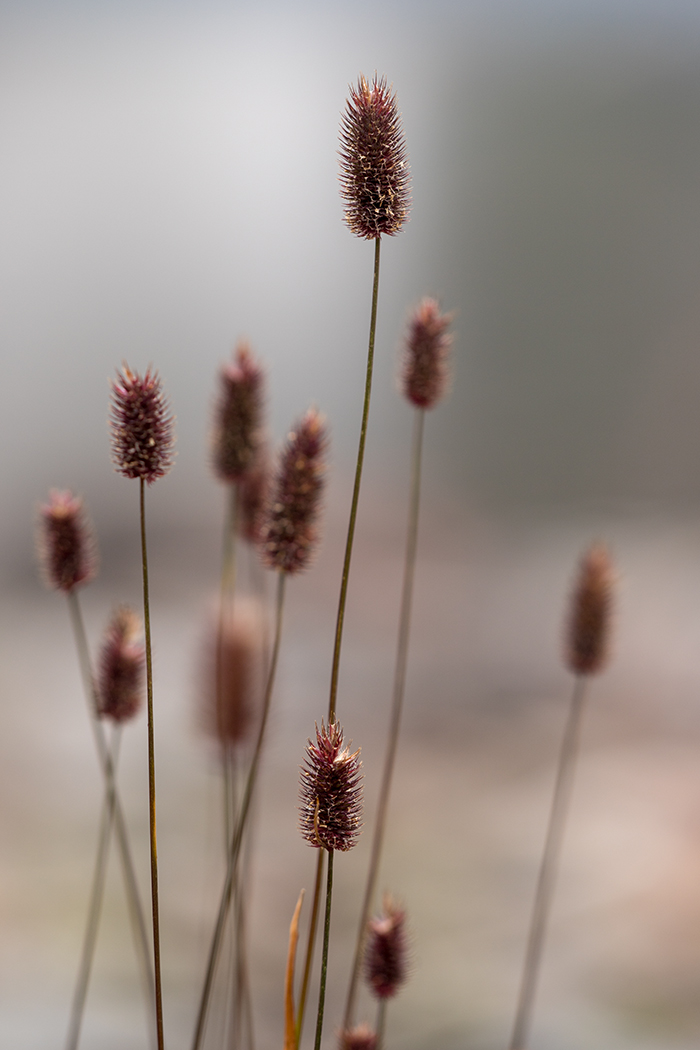 Изображение особи Phleum alpinum.