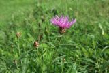 Centaurea jacea