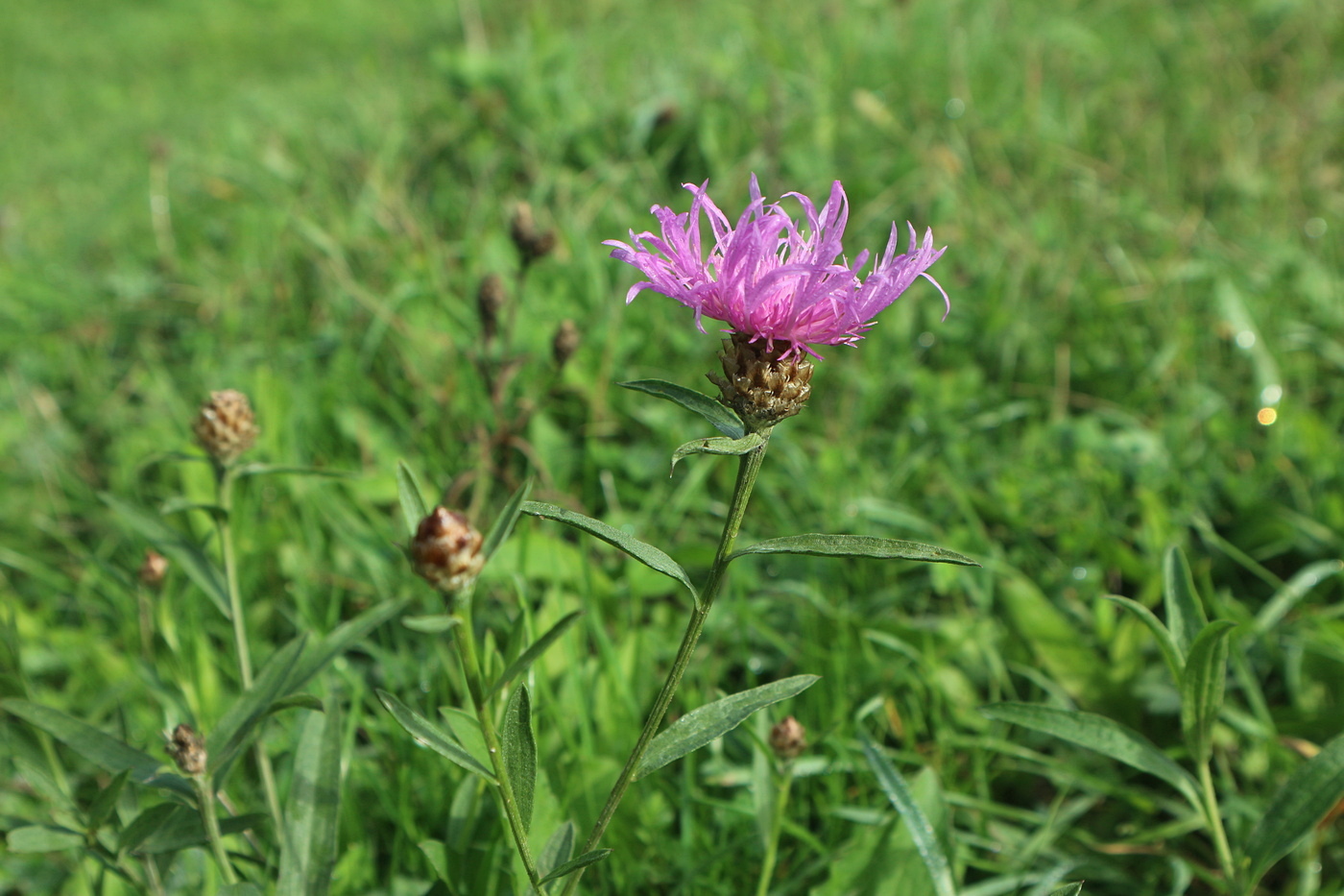 Image of Centaurea jacea specimen.