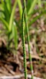 Equisetum fluviatile