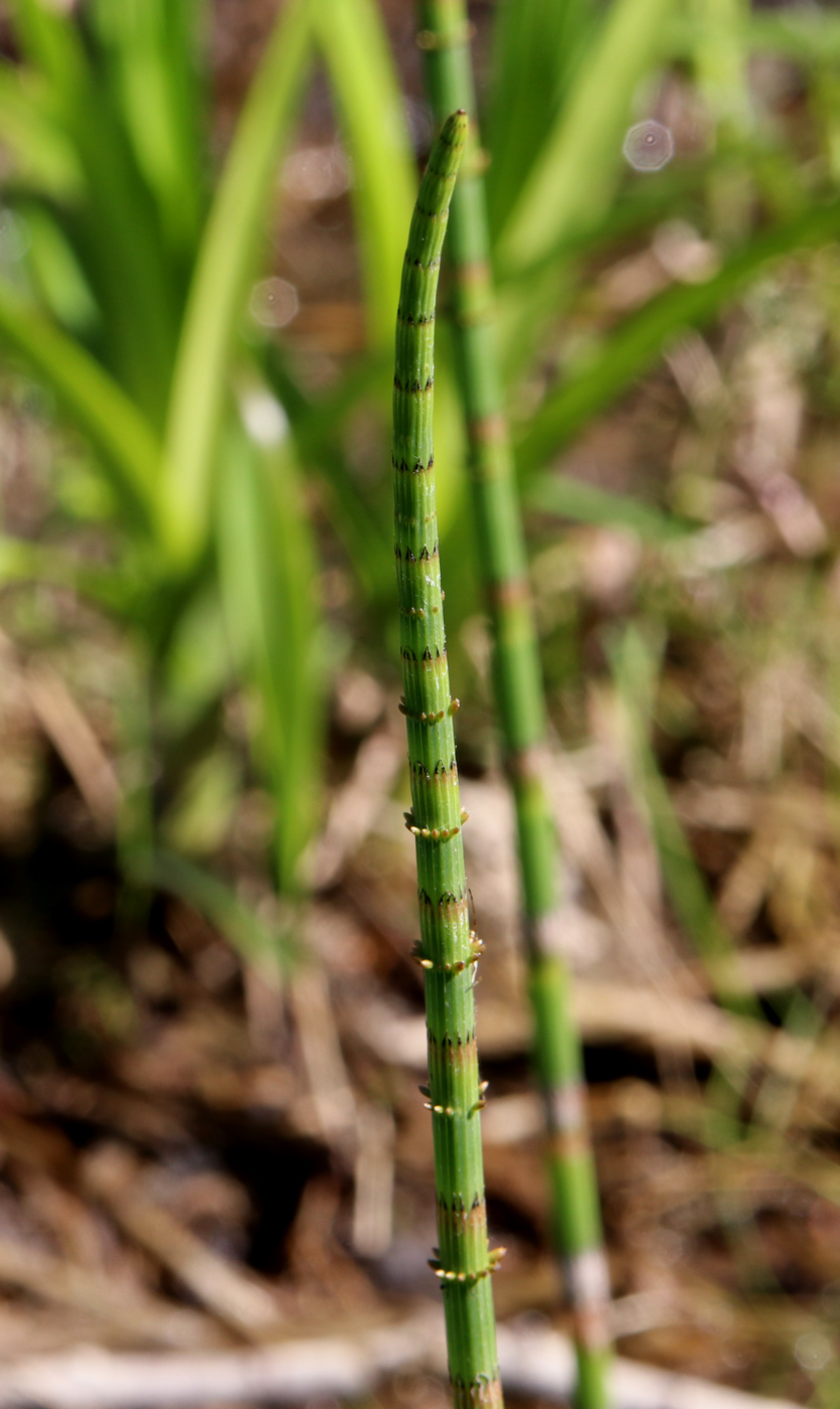 Image of Equisetum fluviatile specimen.