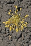 Allium flavum